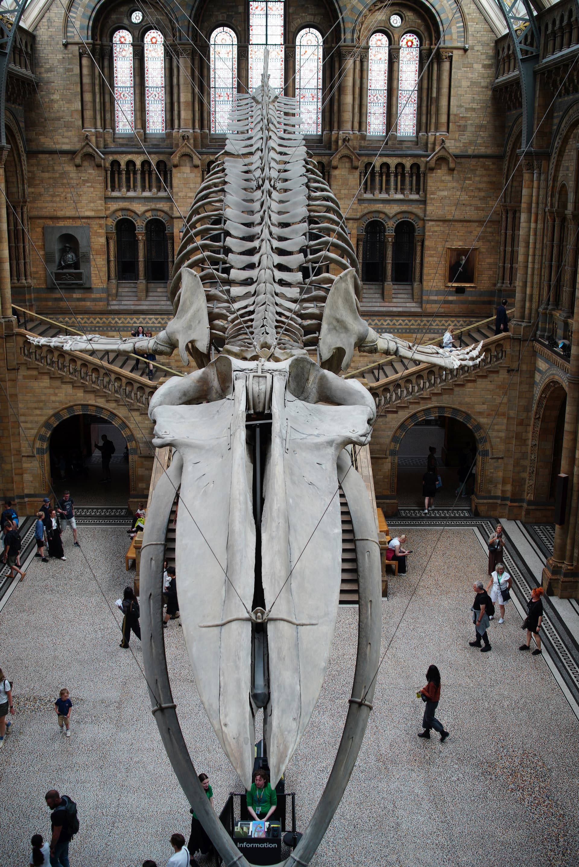 Blue whale skeleton at the Natural History Museum