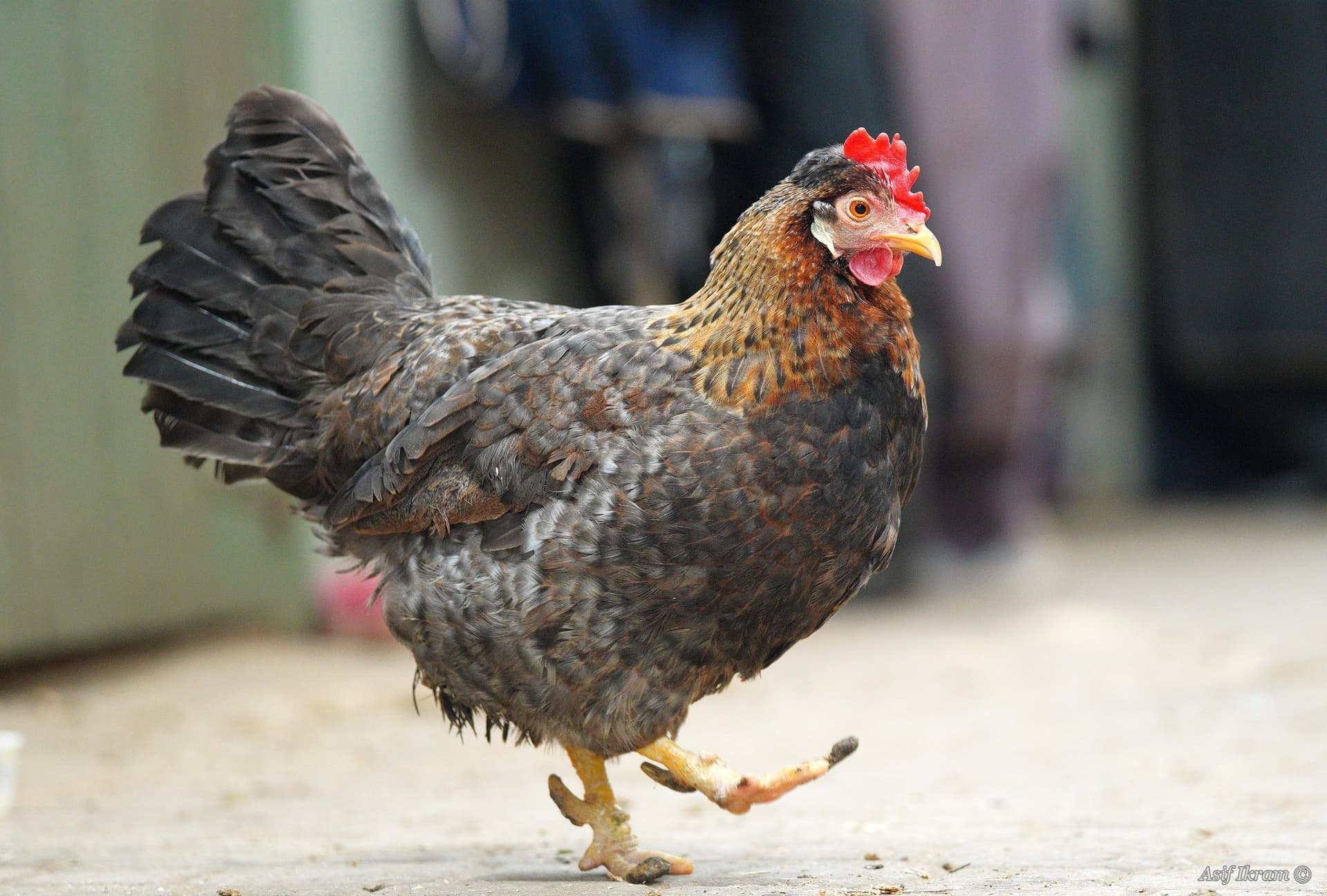 Domestic hen