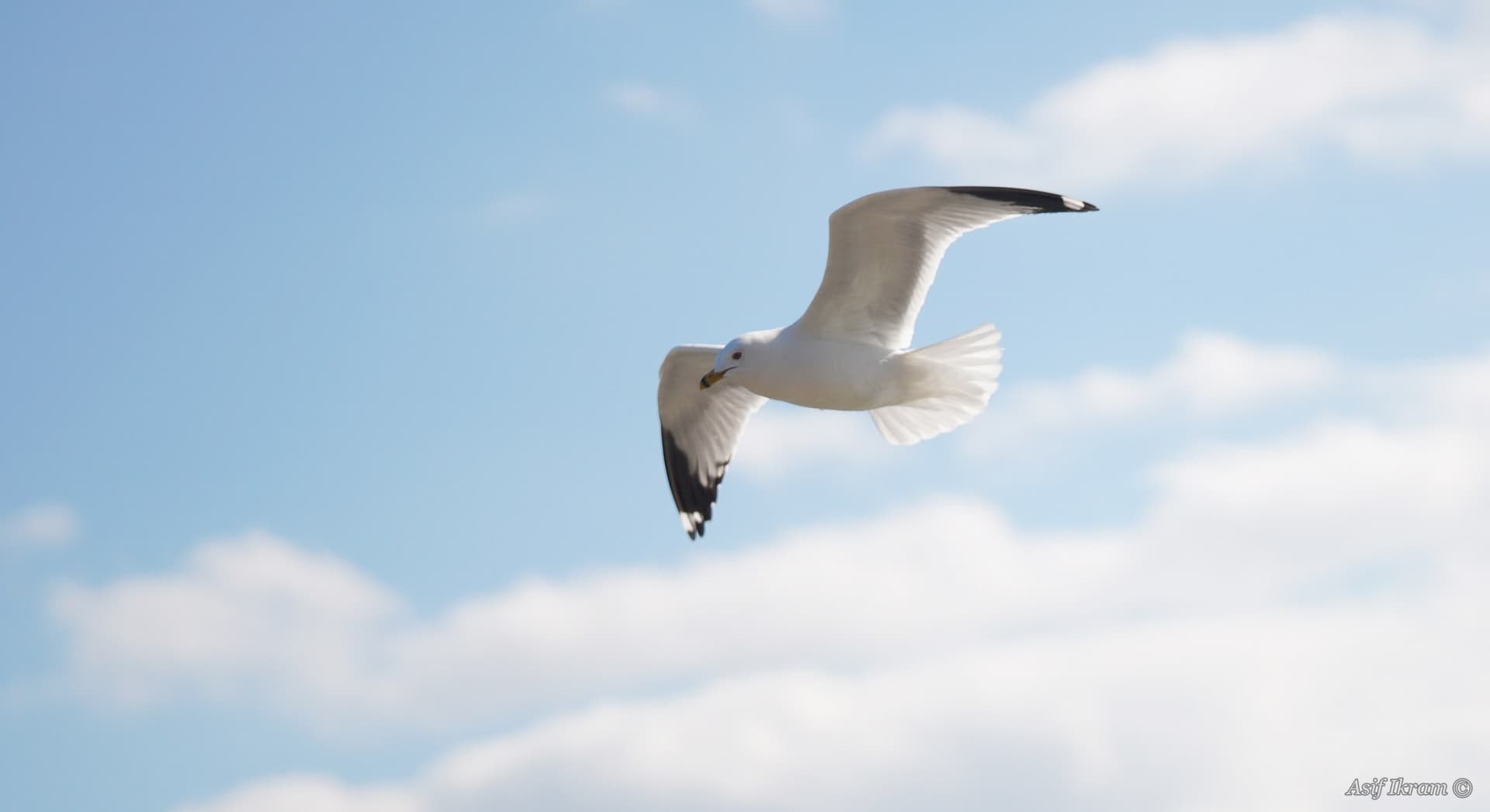 Ring-billed Gull in flight
