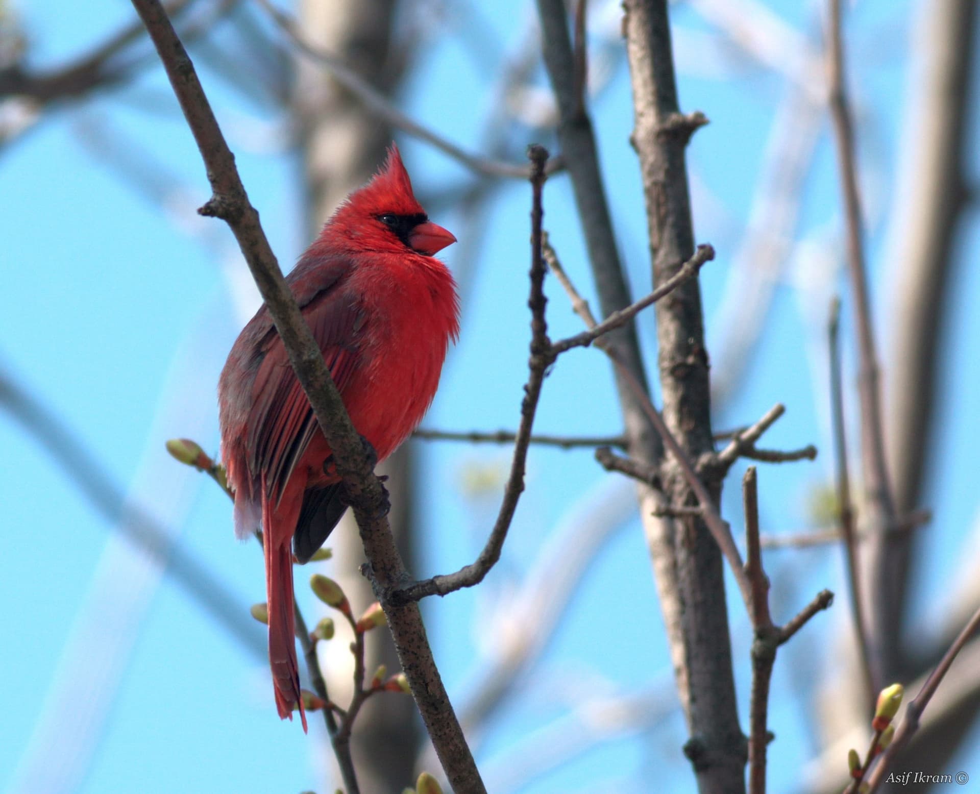 Male Northern Cardinal