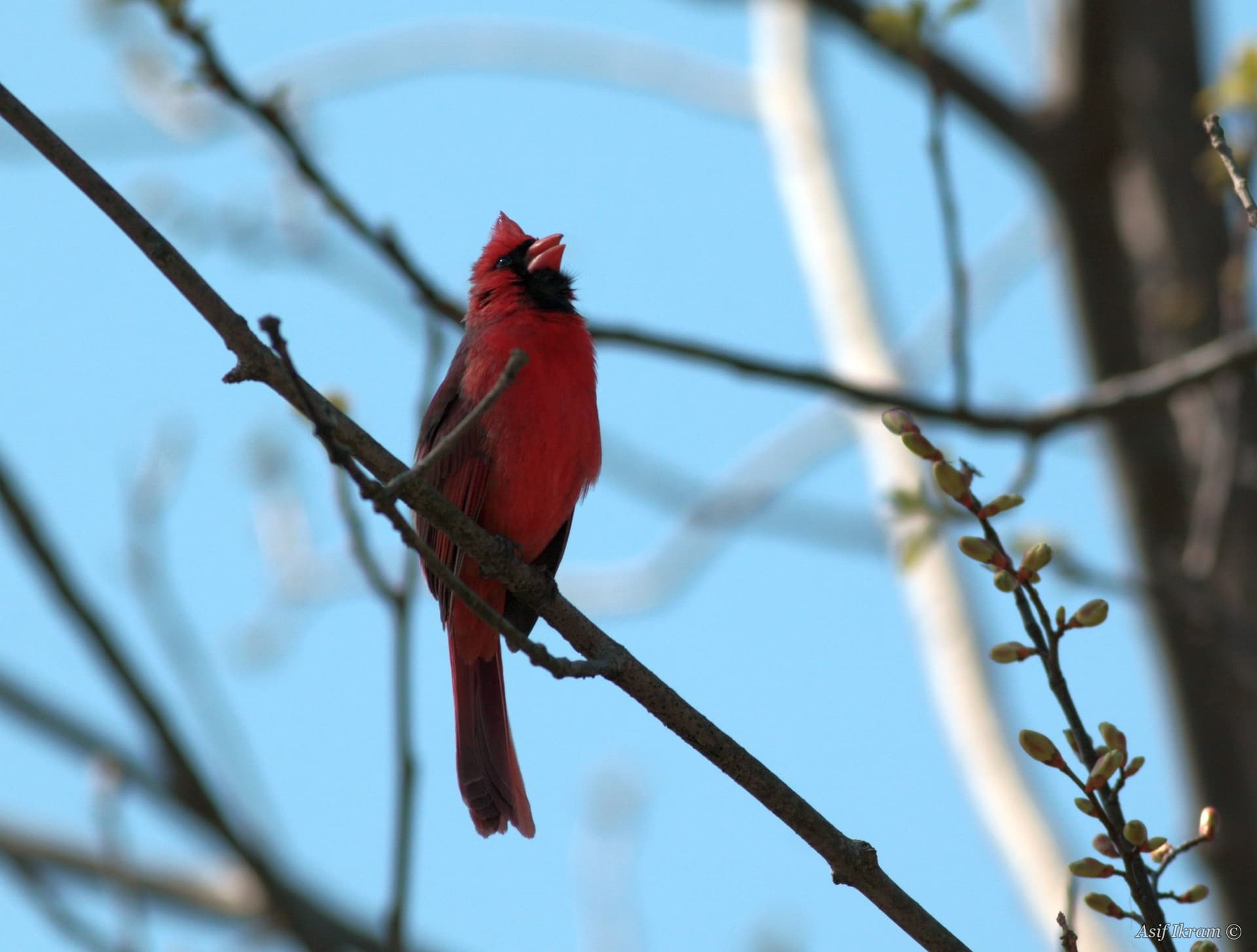 Male Northern Cardinal singing