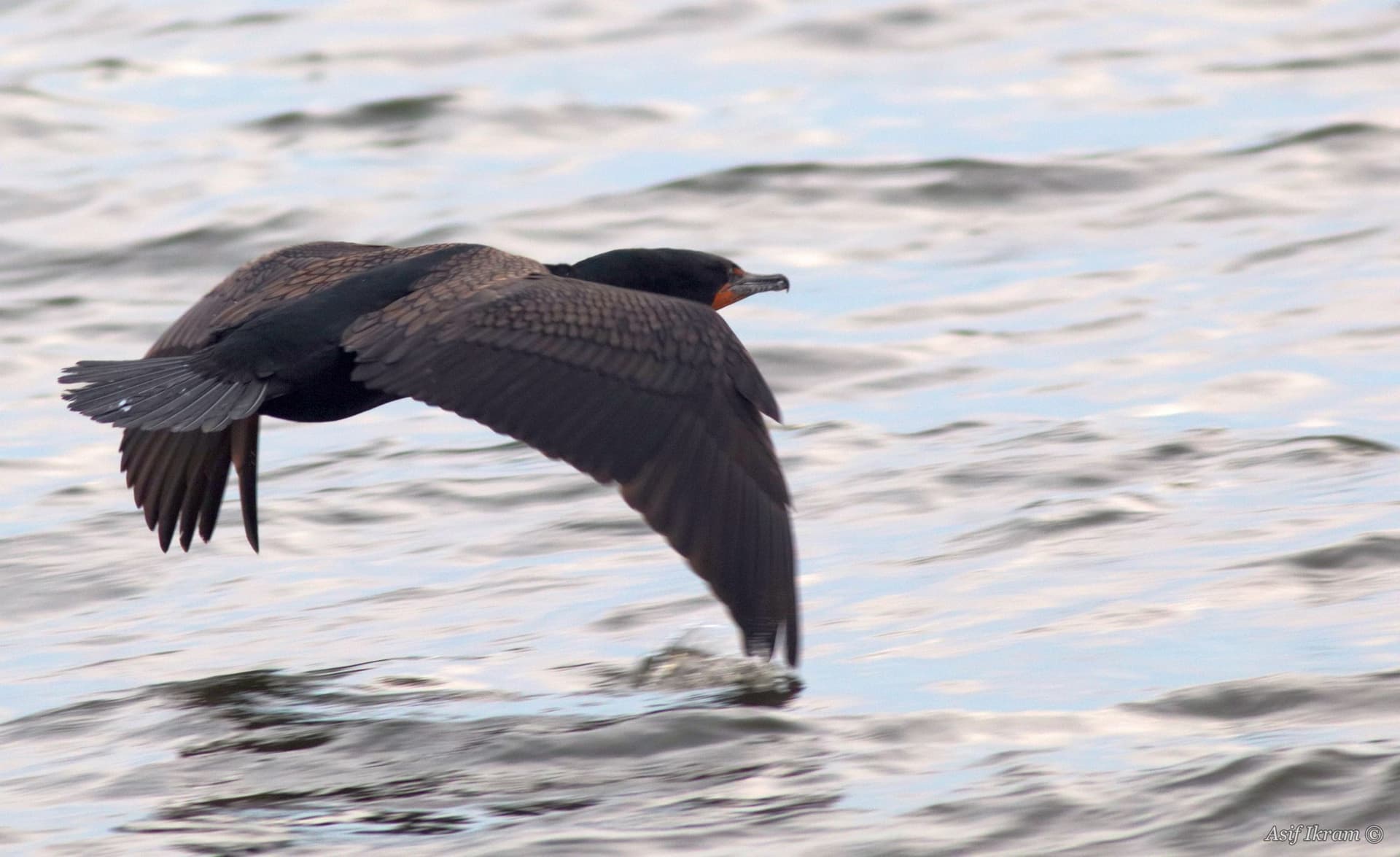 Double-crested Cormorant in flight over water