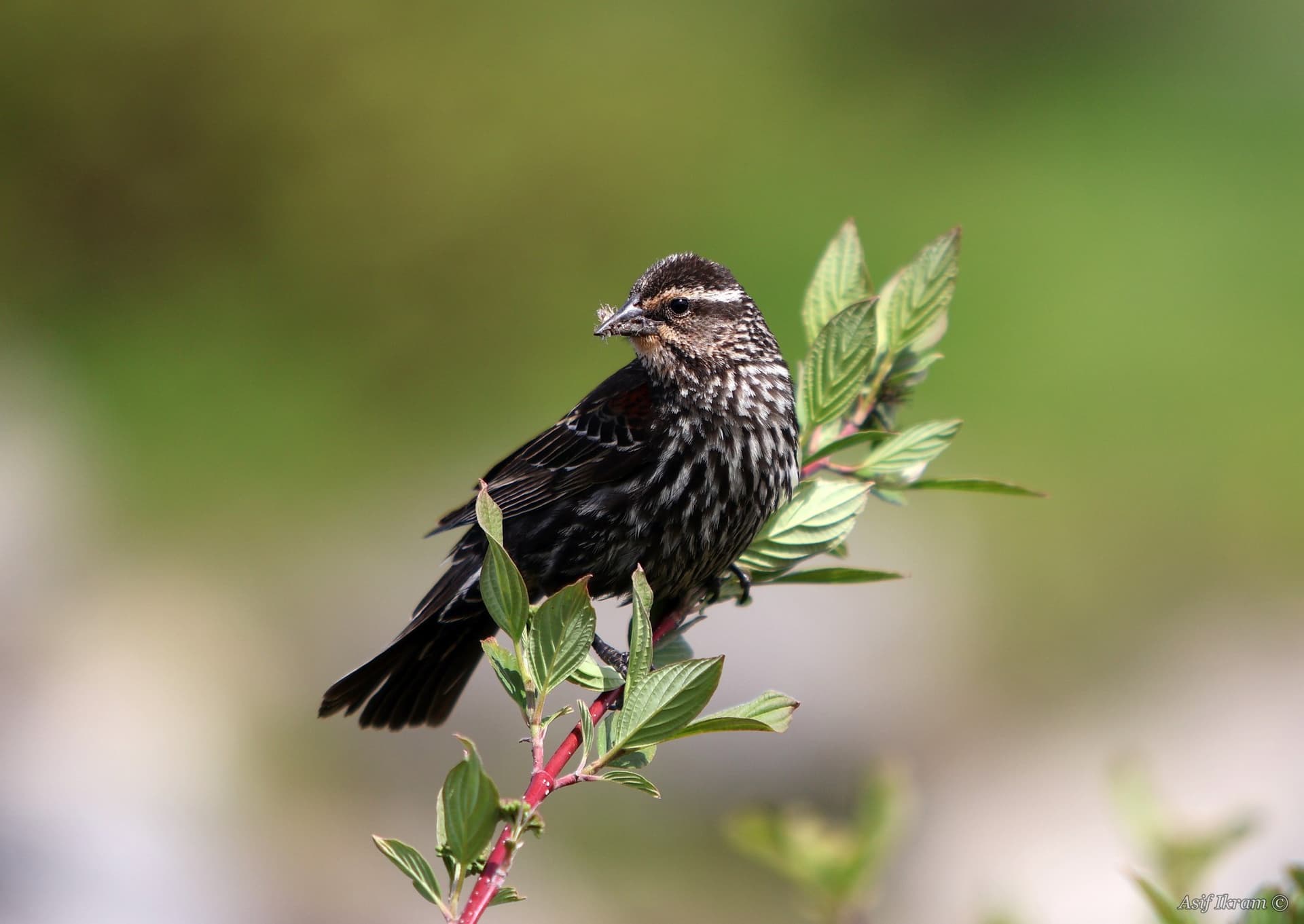 Female Red-winged Blackbird
