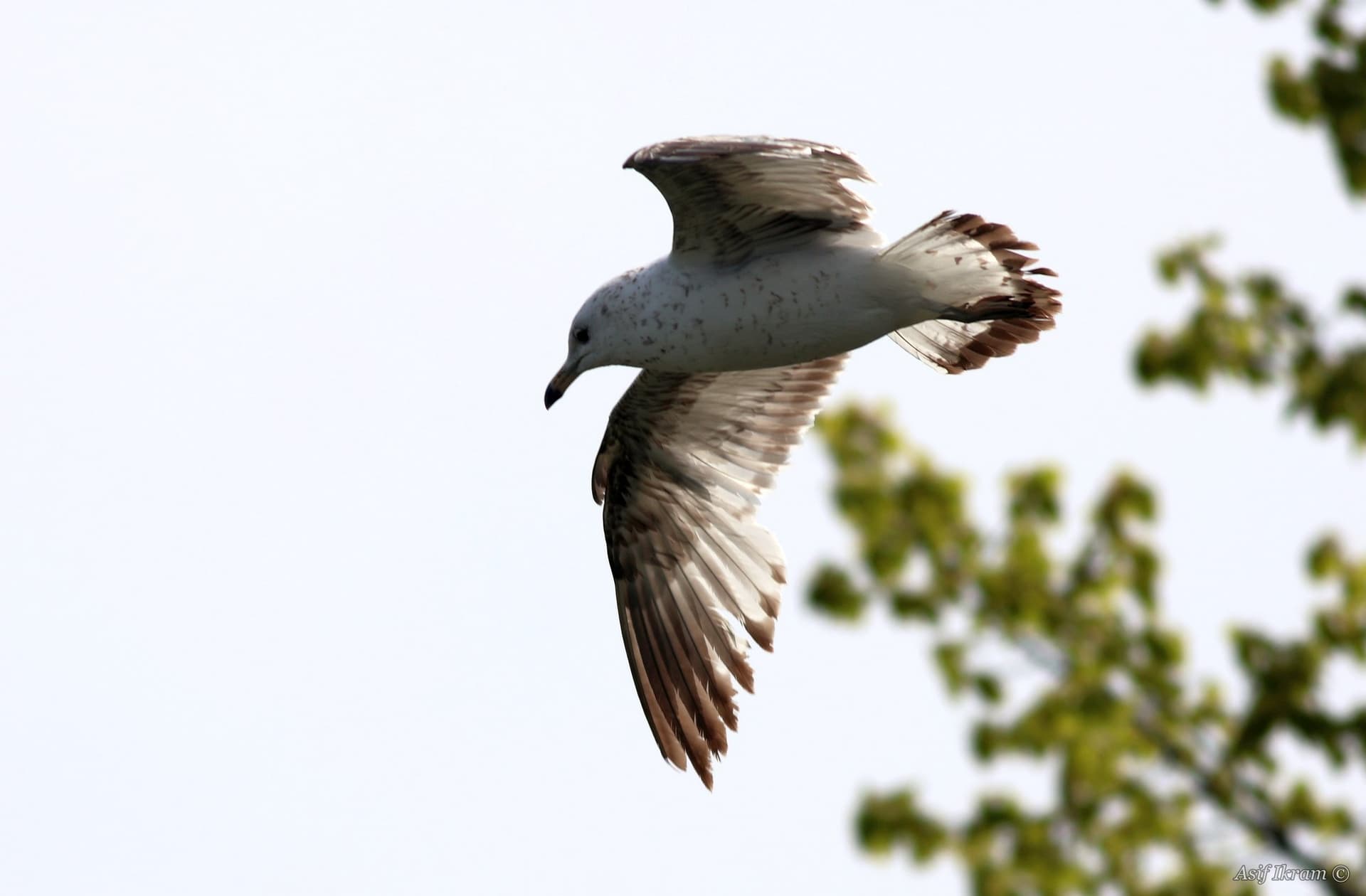Immature gull in flight
