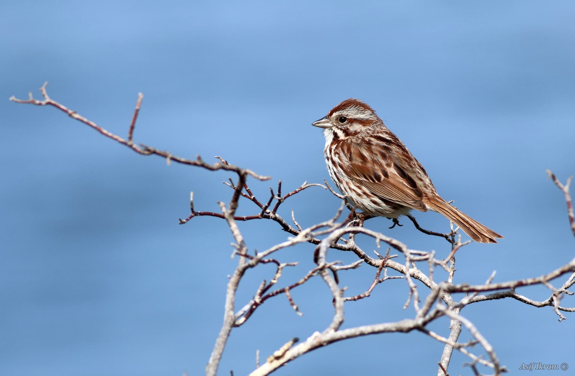 Song Sparrow on bare twigs