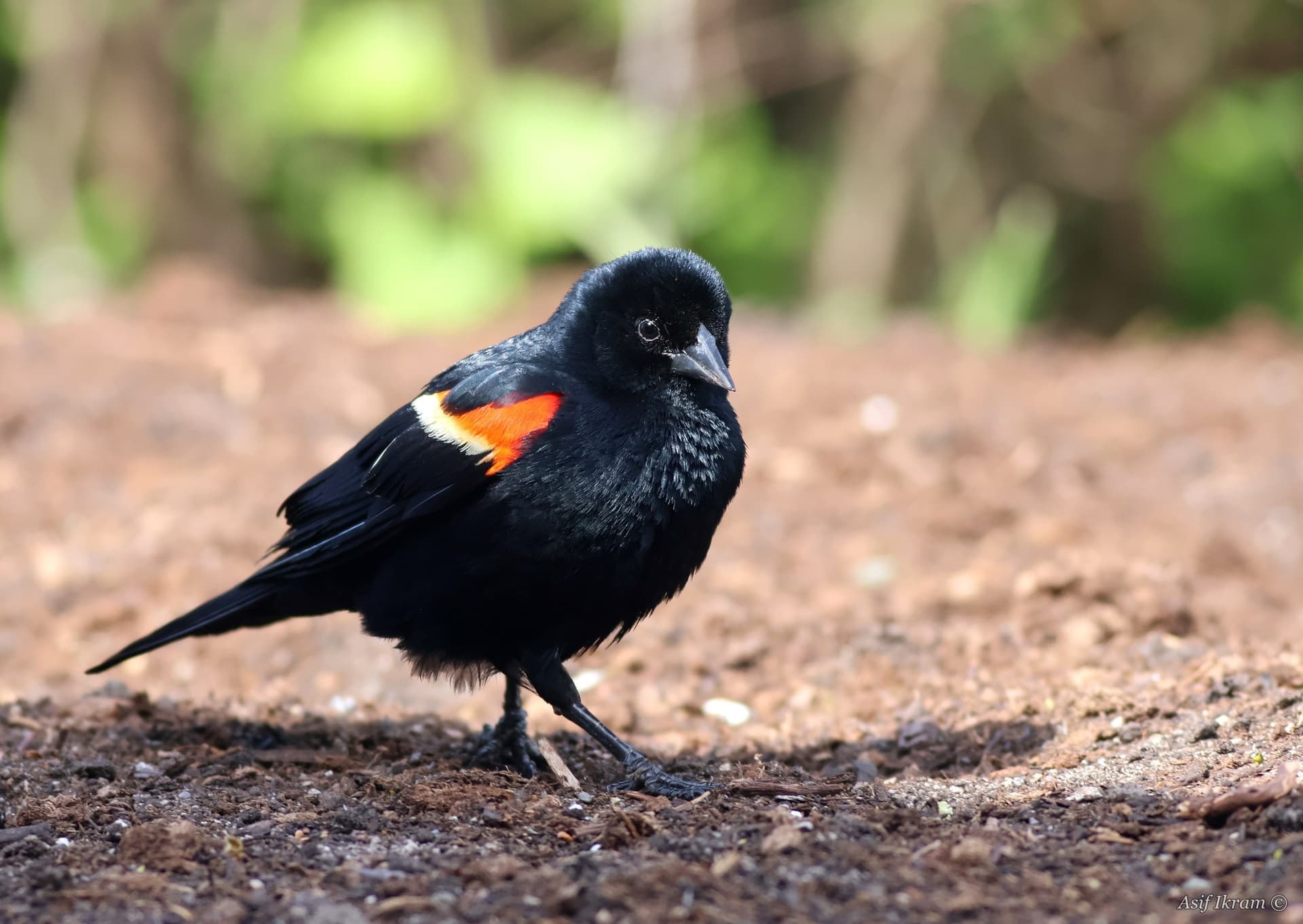 Male Red-winged Blackbird on the ground