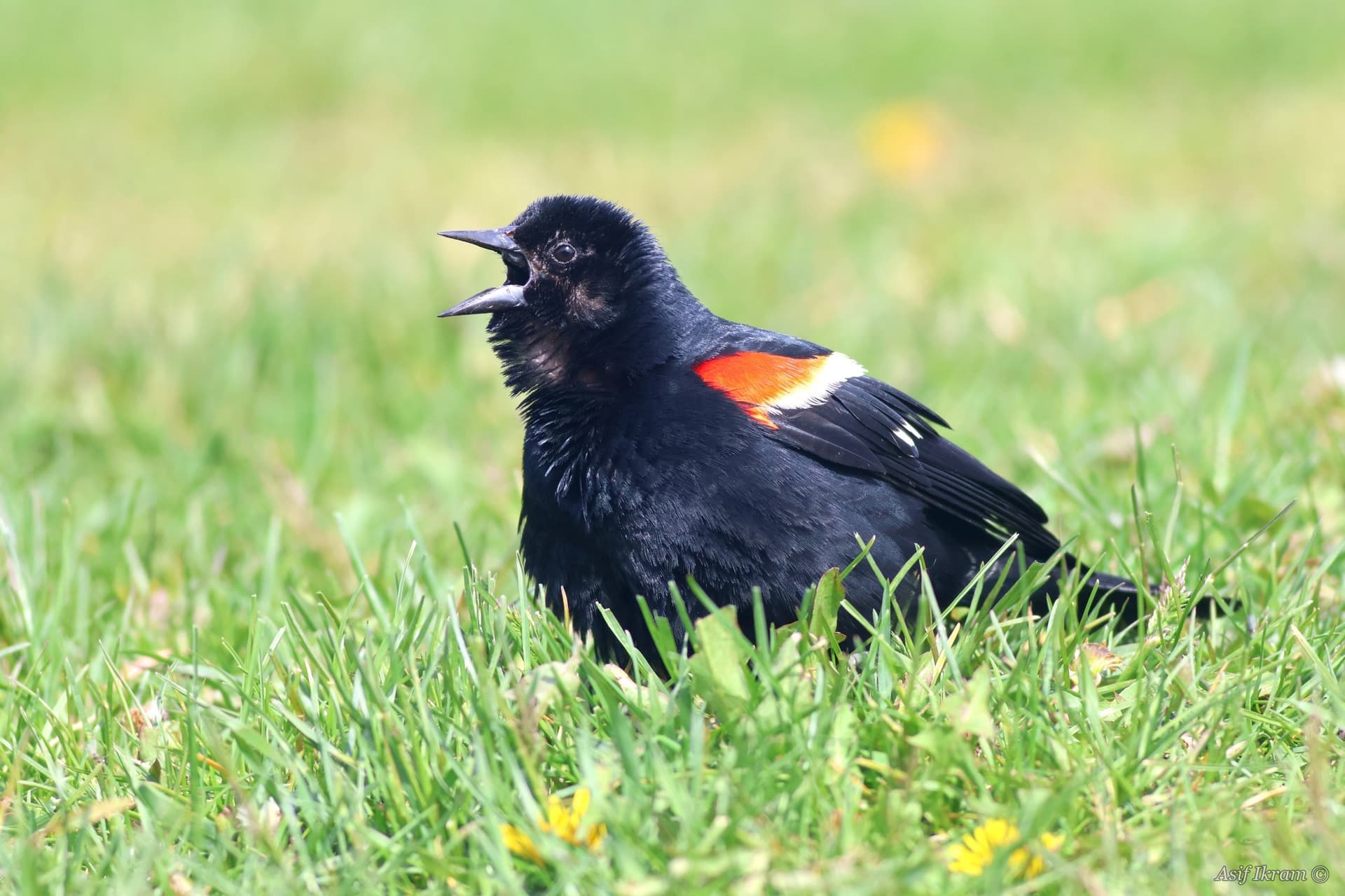 Male Red-winged Blackbird calling in grass