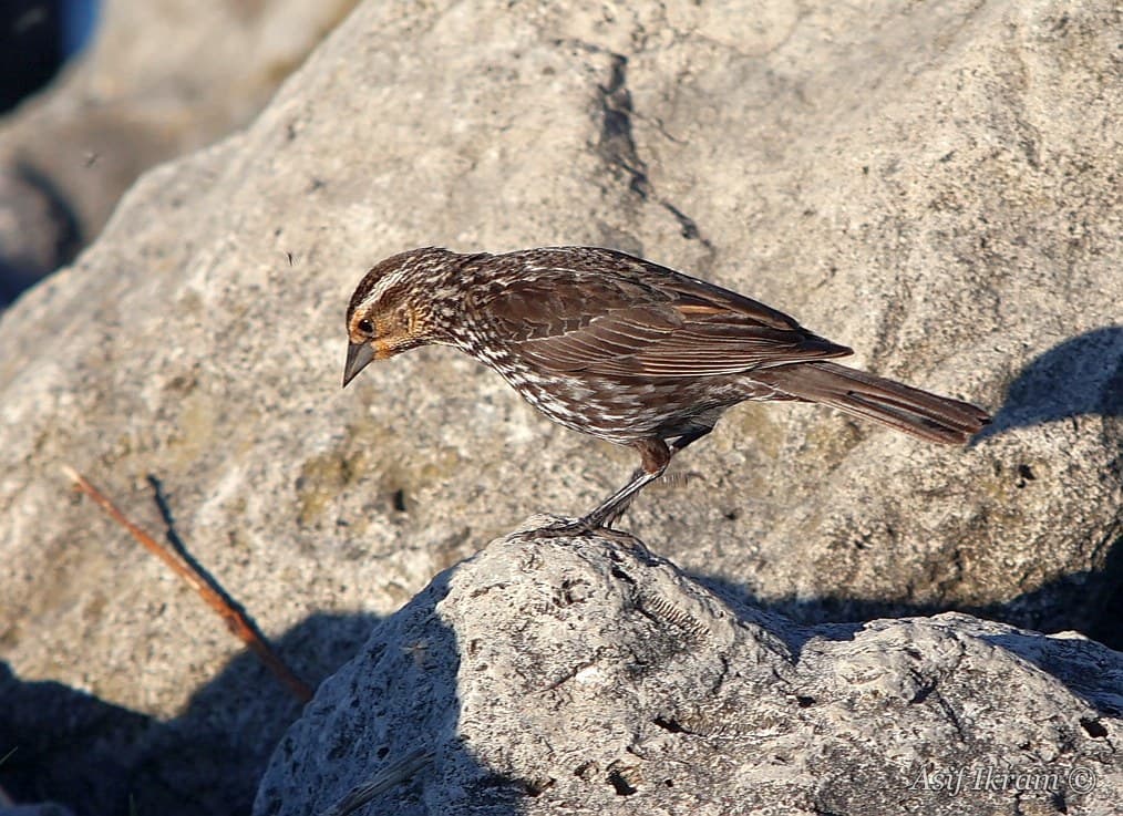 Female Red-winged Blackbird on rocks