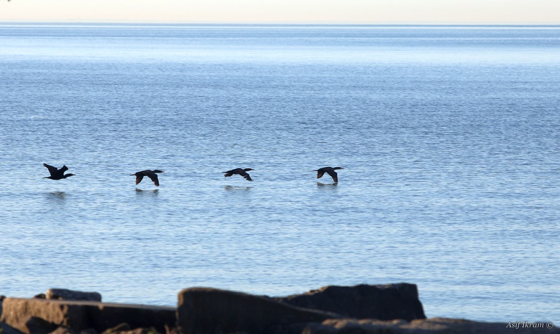 Cormorants flying in formation over the lake