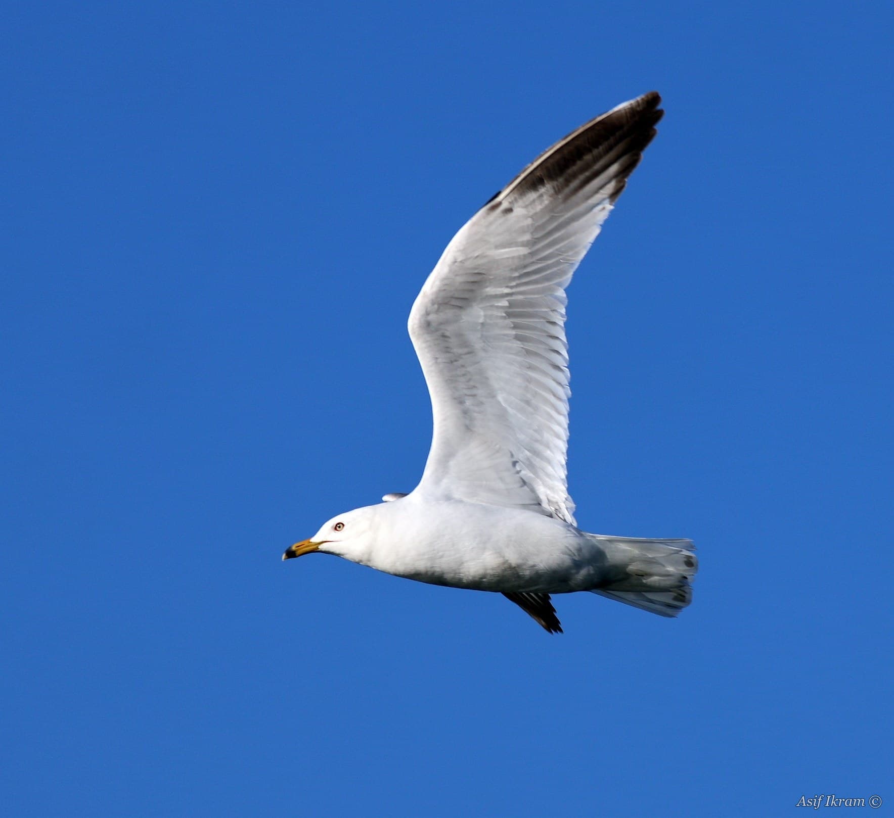 Ring-billed Gull in flight against blue sky