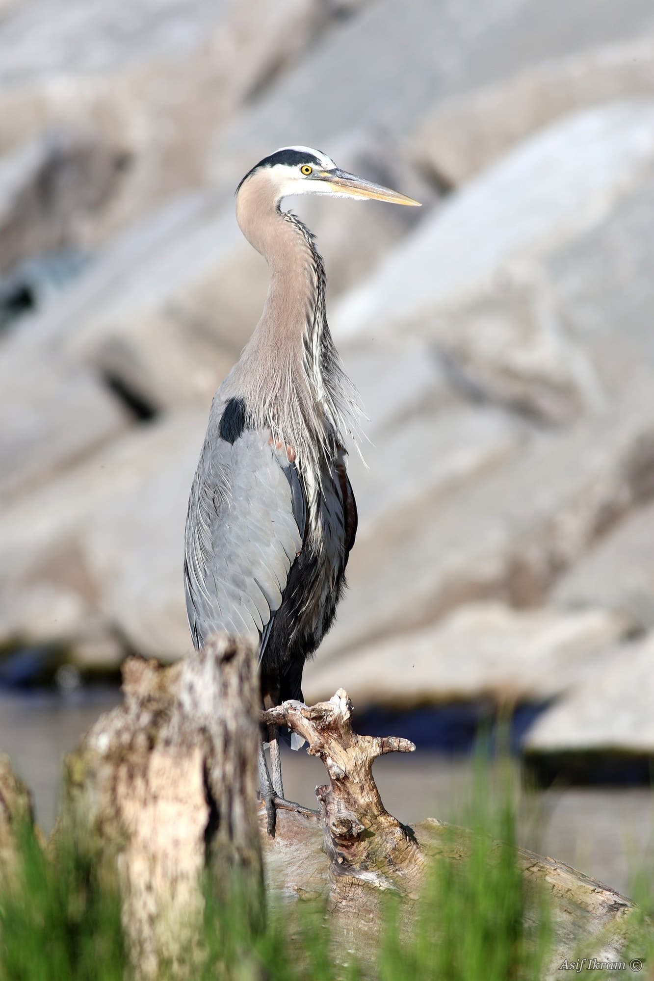 Great Blue Heron standing tall on a driftwood log
