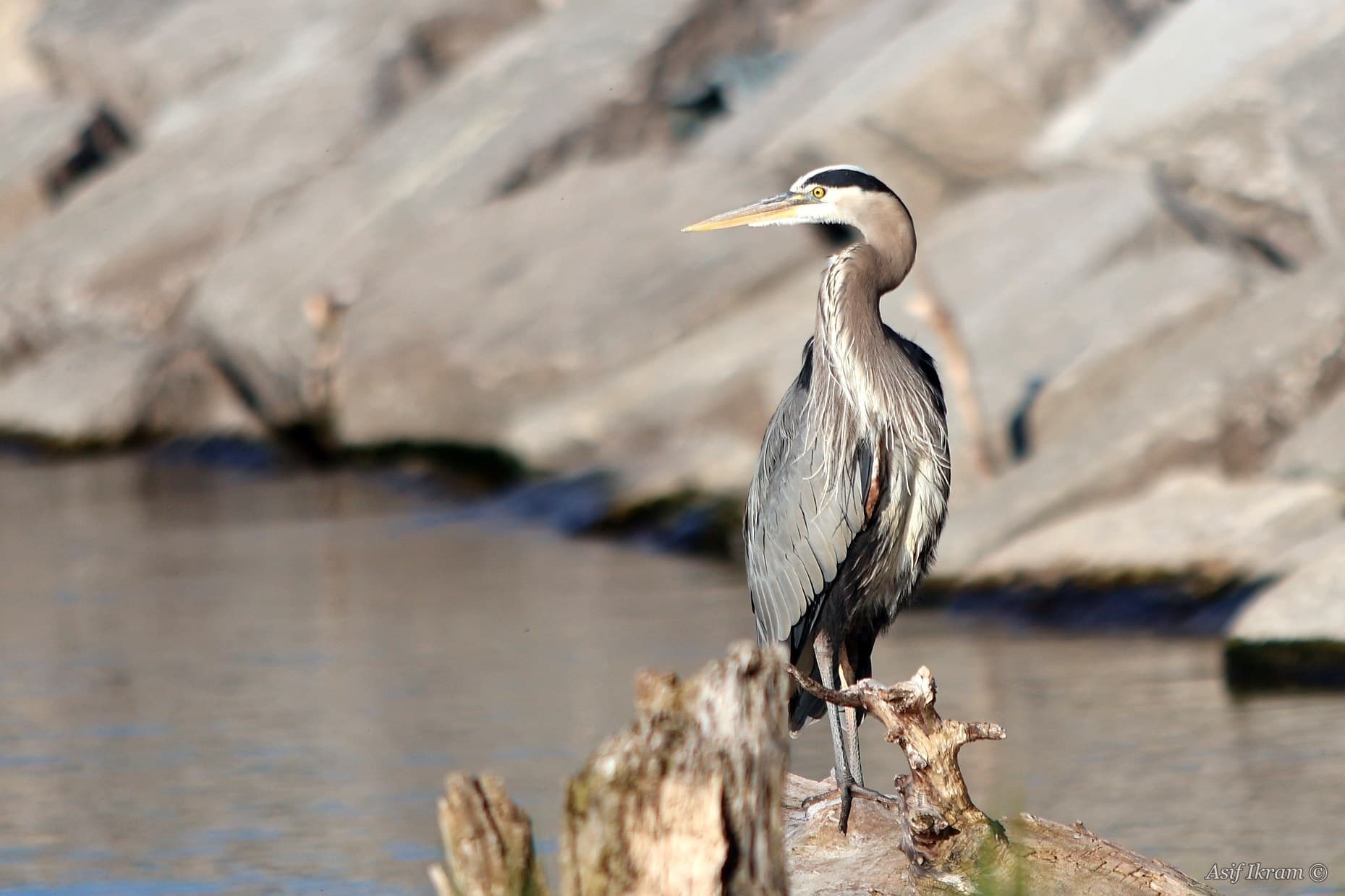 Great Blue Heron perched on driftwood by the water