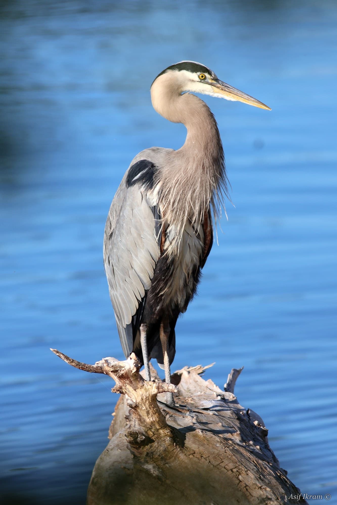 Great Blue Heron with ruffled chest feathers