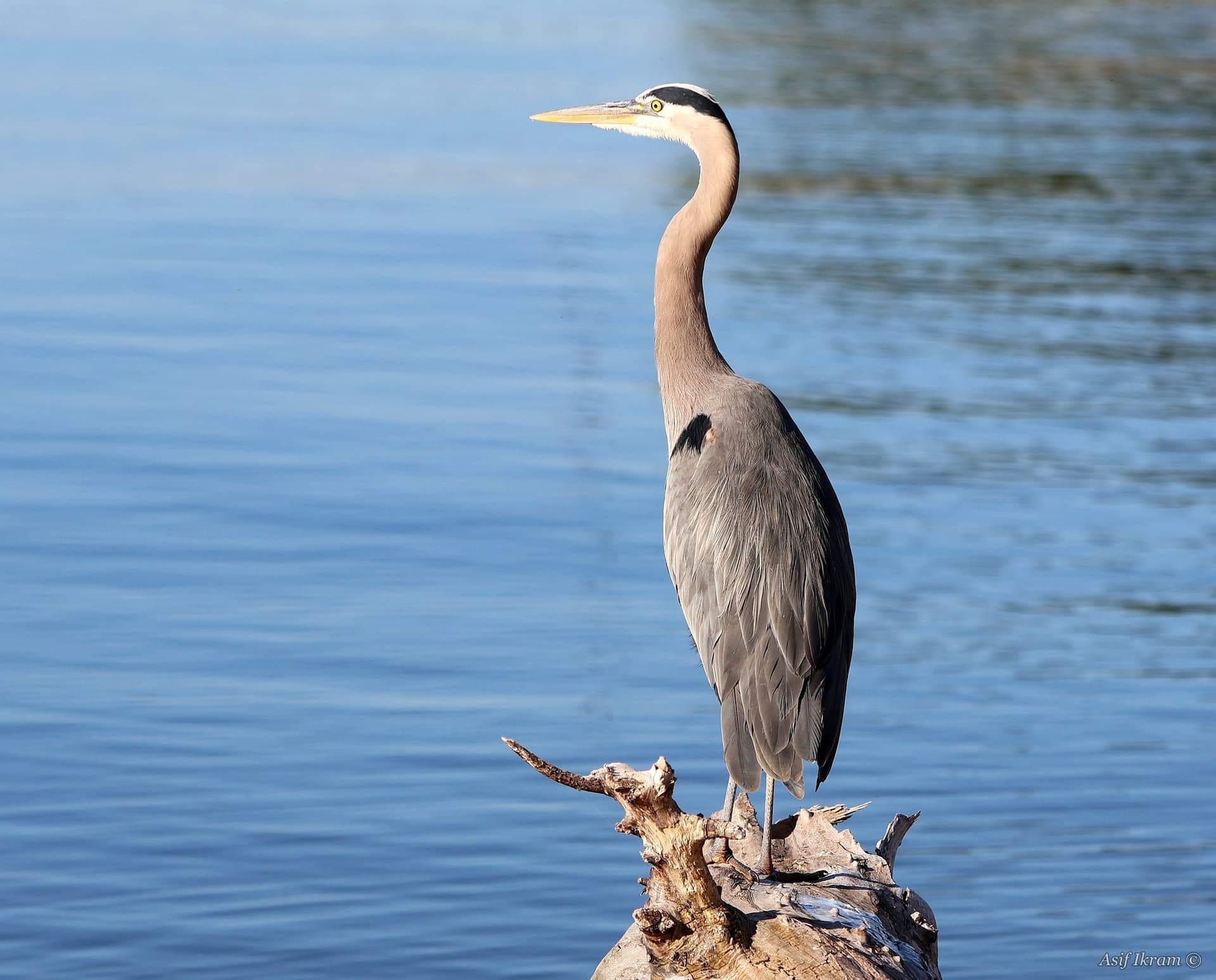 Great Blue Heron portrait against calm blue water