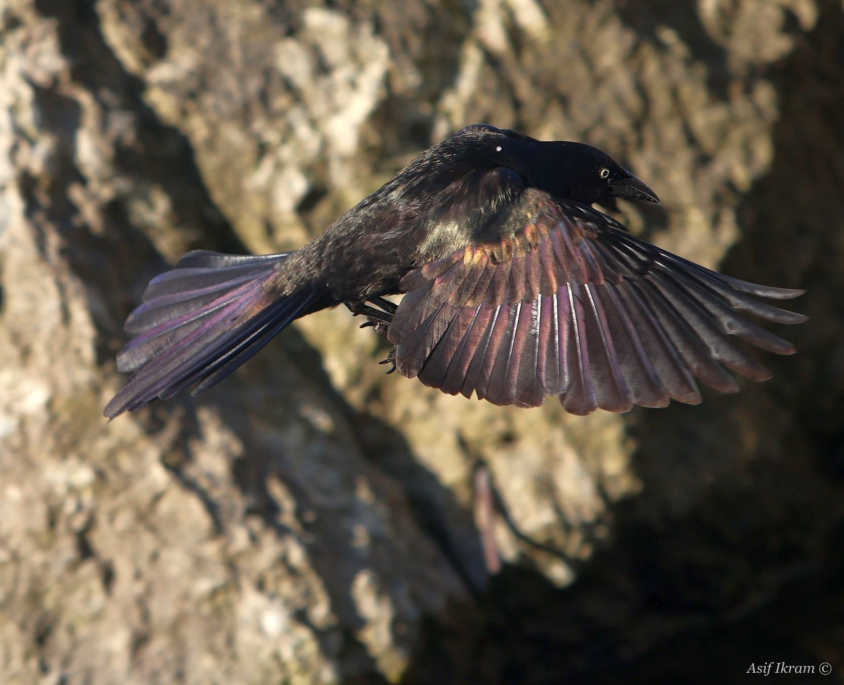 Common Grackle in flight