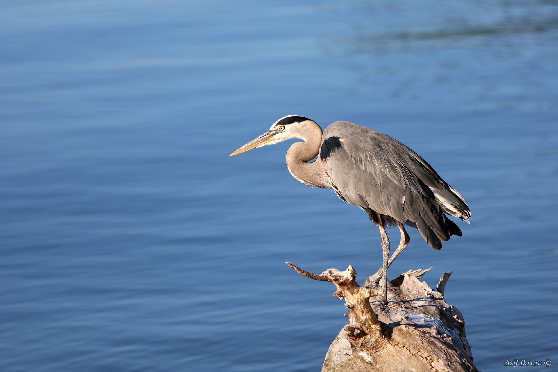 Great Blue Heron in hunting stance