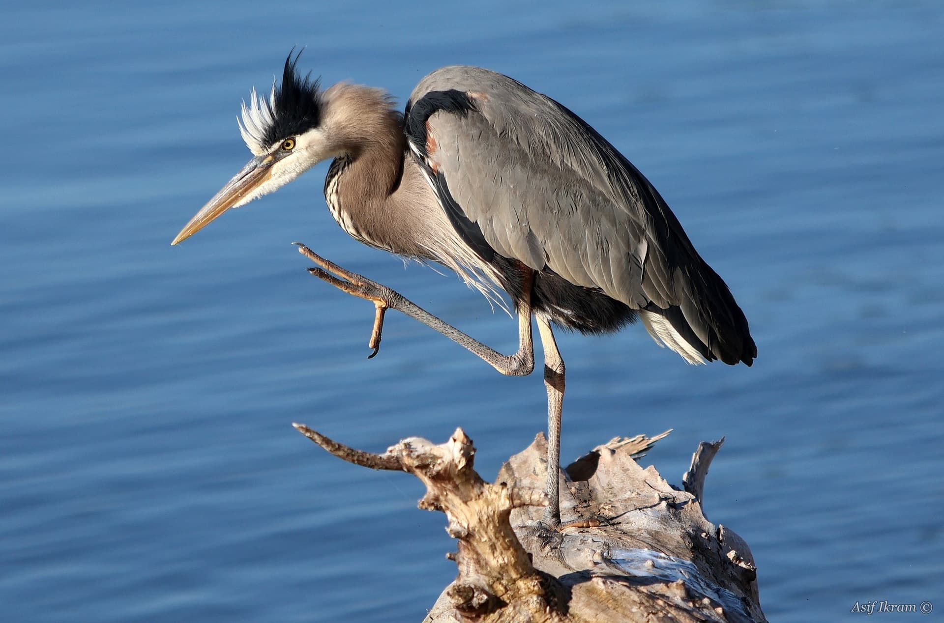 Great Blue Heron with crest raised, balanced on one leg