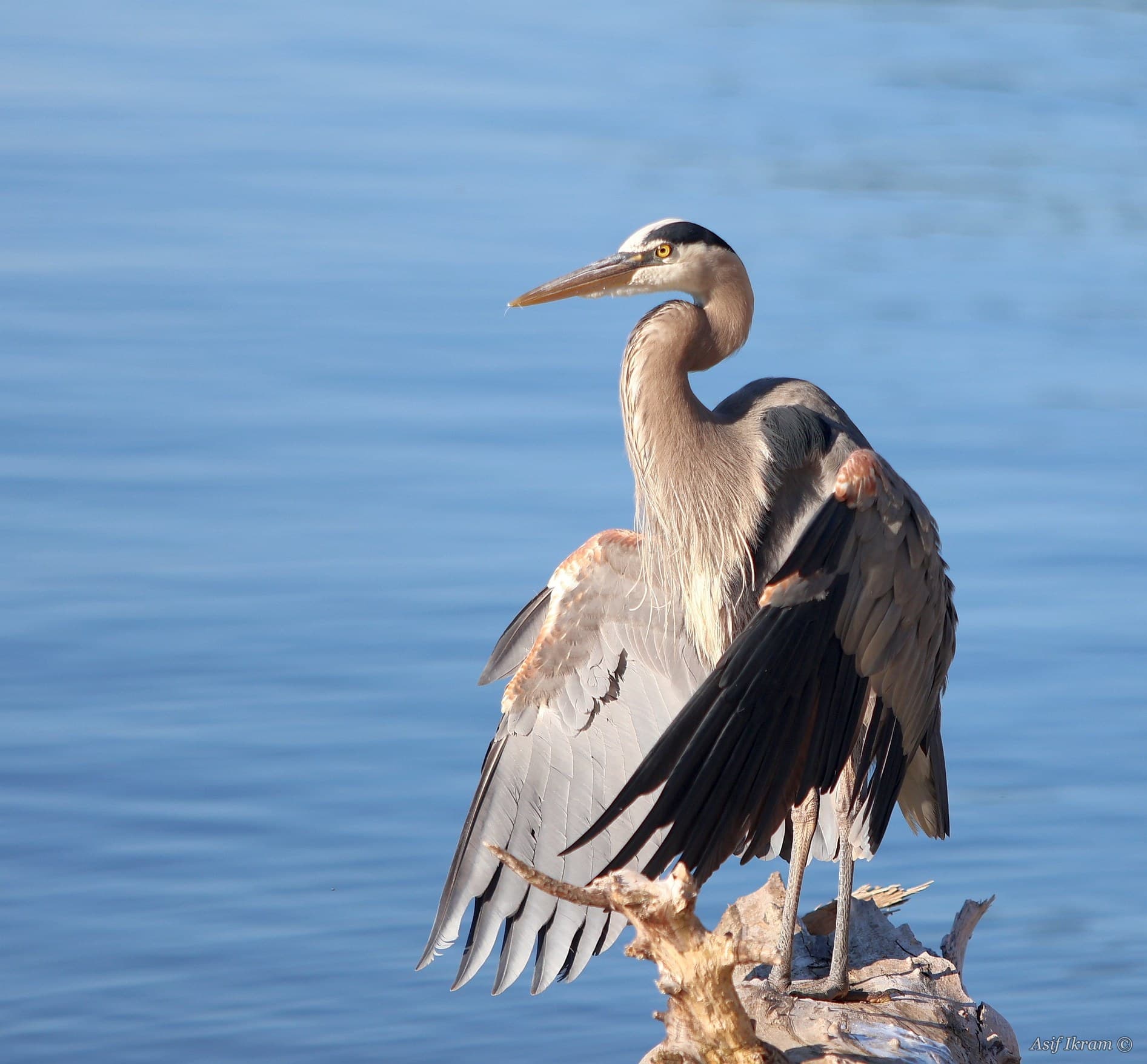 Great Blue Heron sunning with wings spread wide