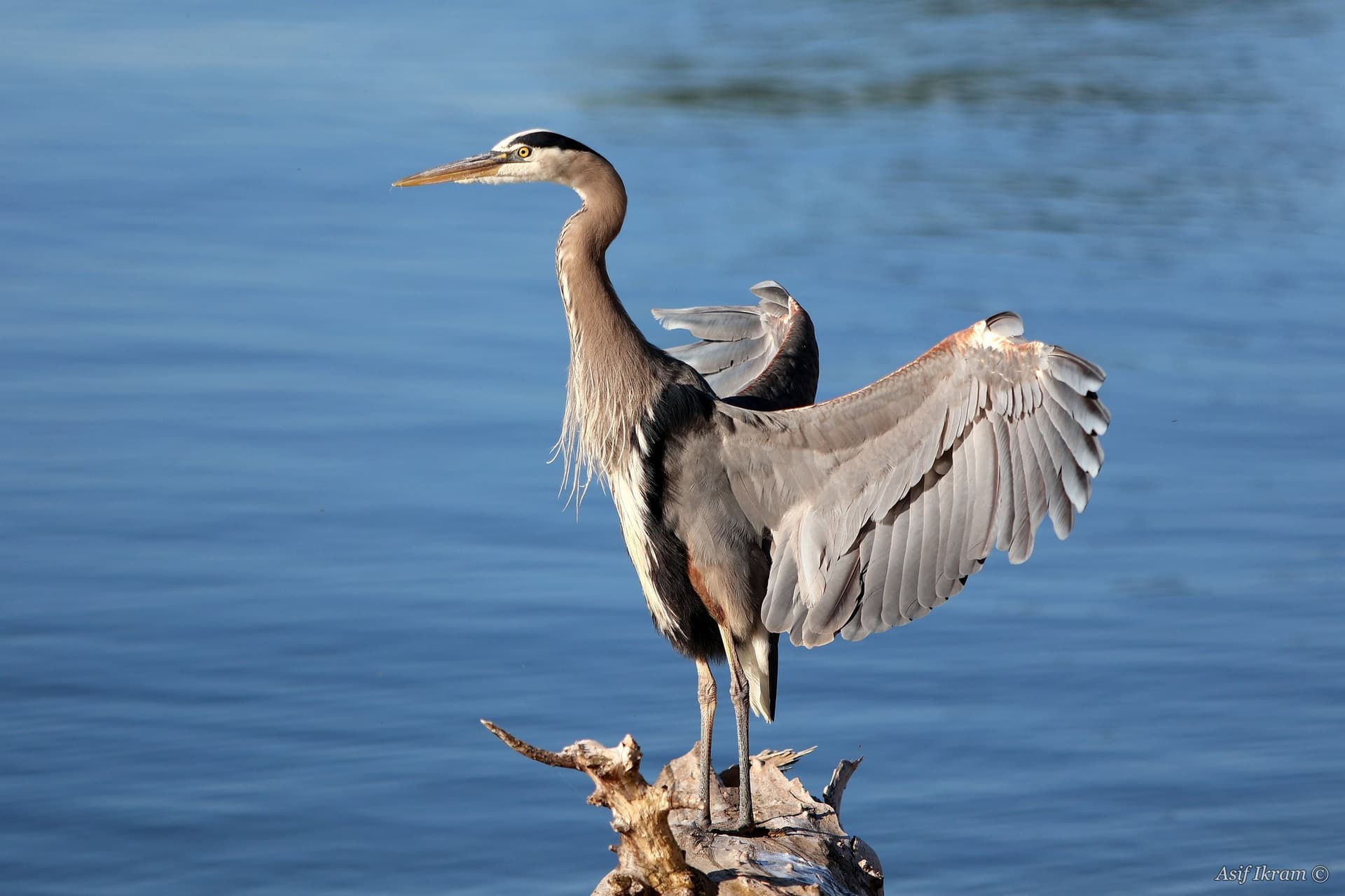 Great Blue Heron wings partially open