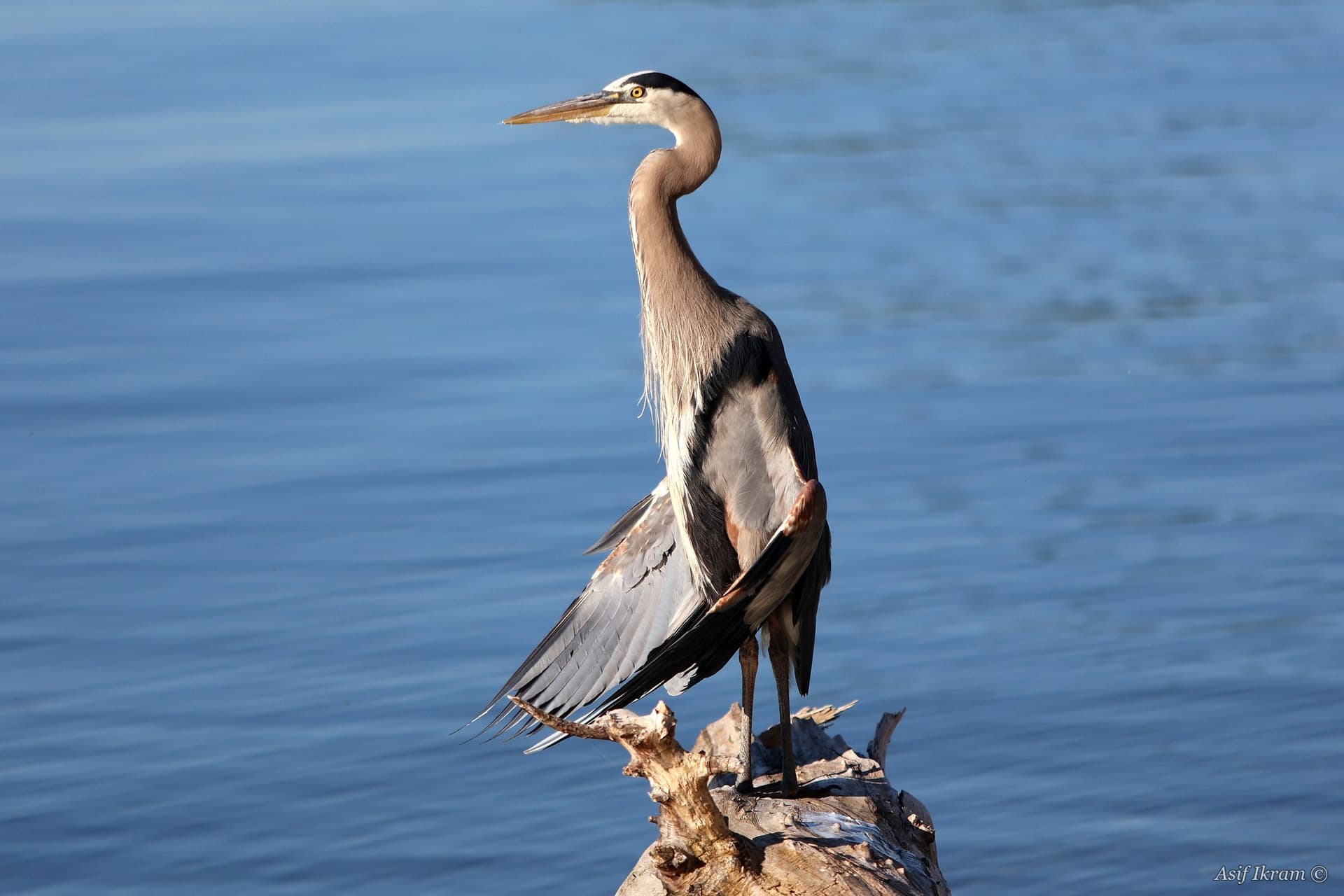 Great Blue Heron standing with wings slightly spread