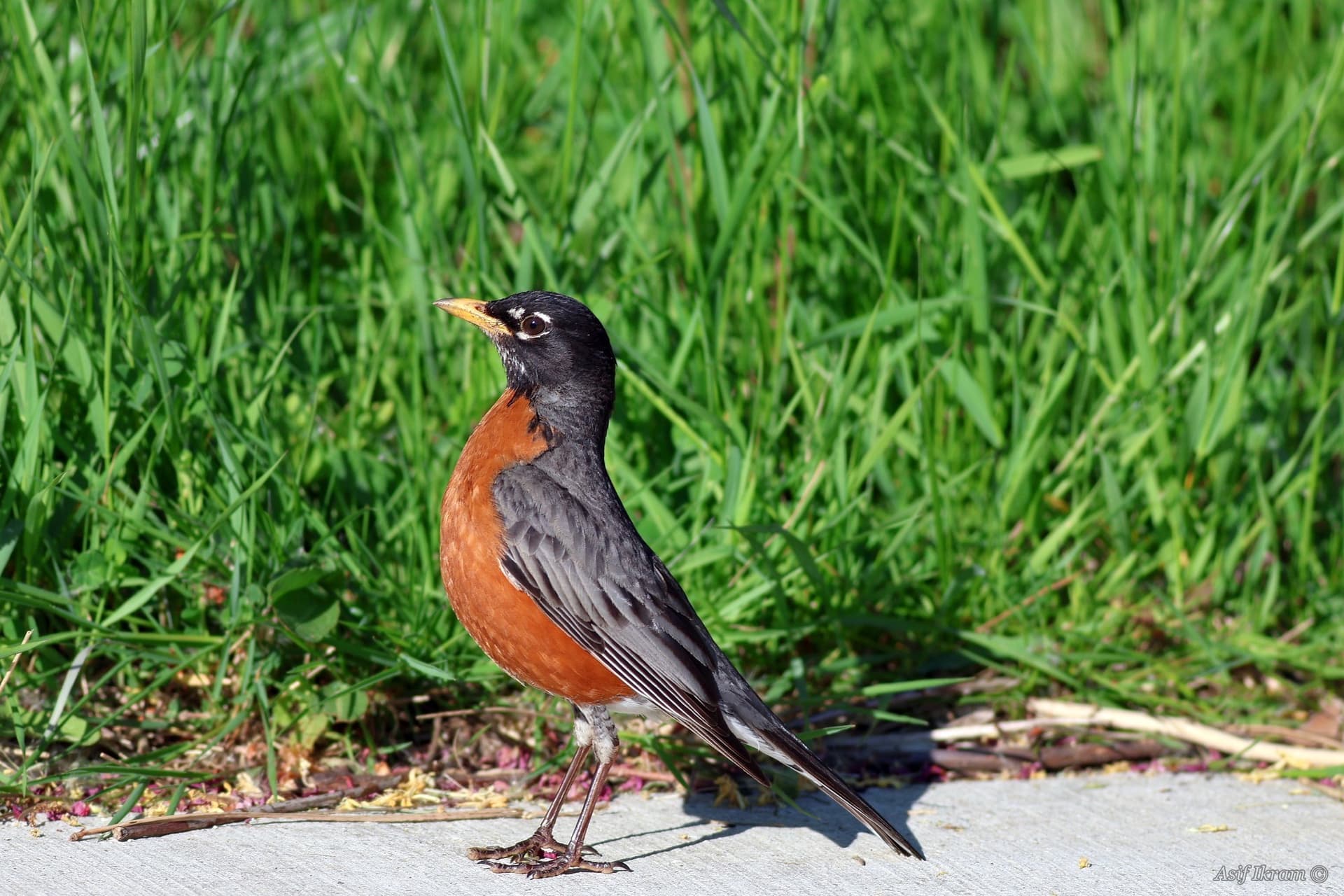 American Robin